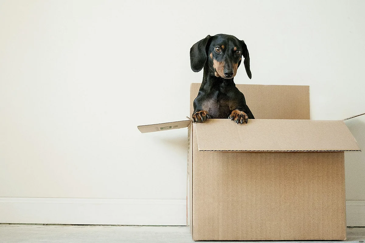 Mastering American Transportation - Getting Around Your New Home
